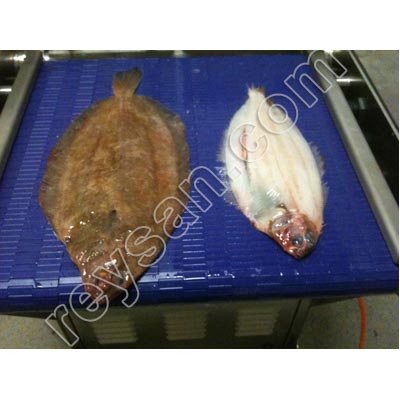 DÉPELADEUSE DE POISSON AUTOMATIQUE 460